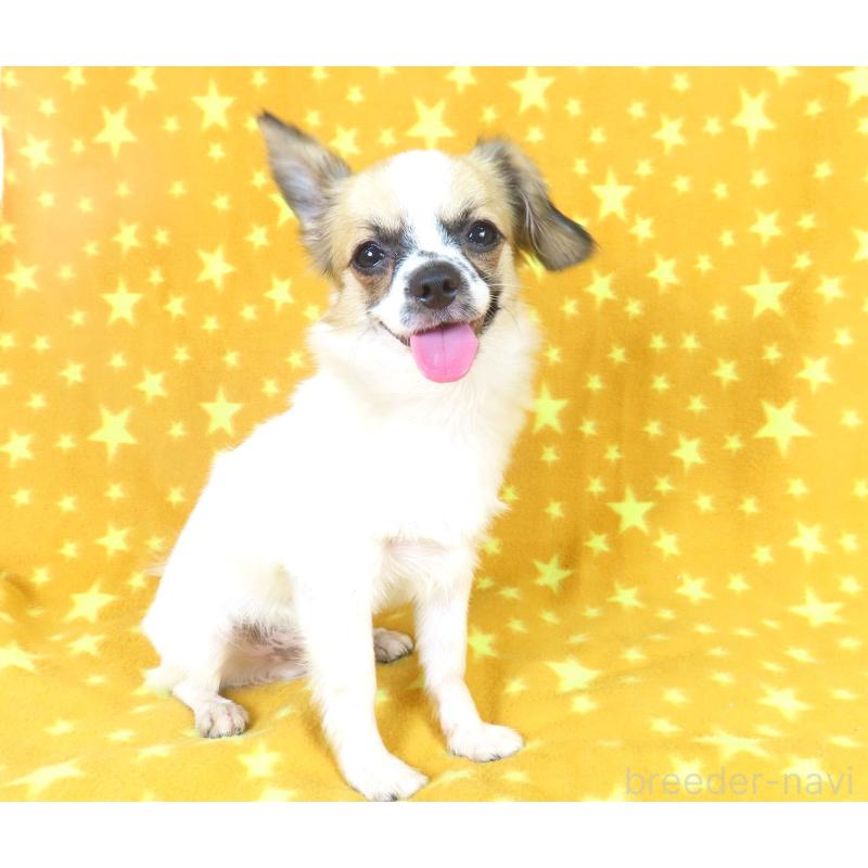 販売中の千葉県のミックス犬-379892の2枚目